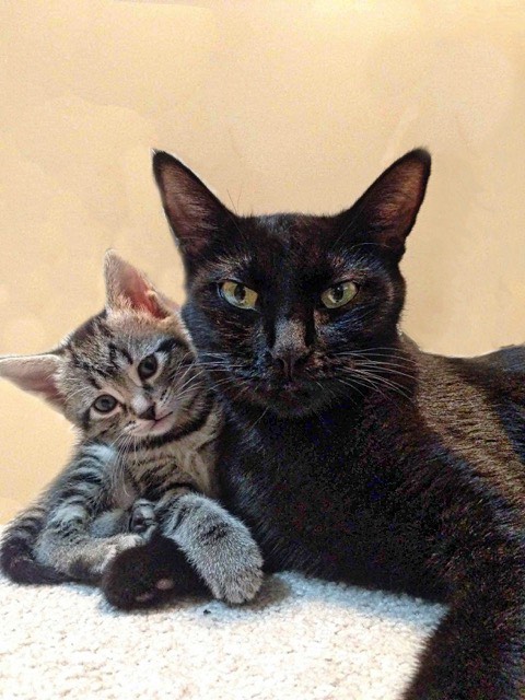 Mama cat and kitten